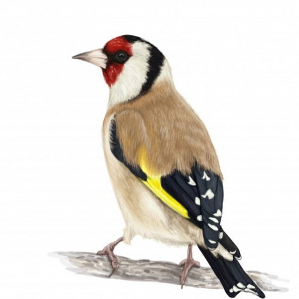 Щегол для детей