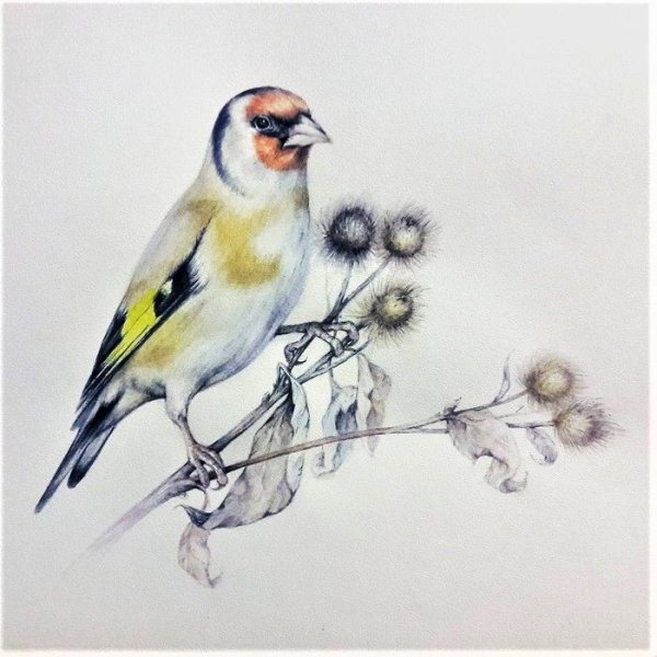Птица щегол акварель