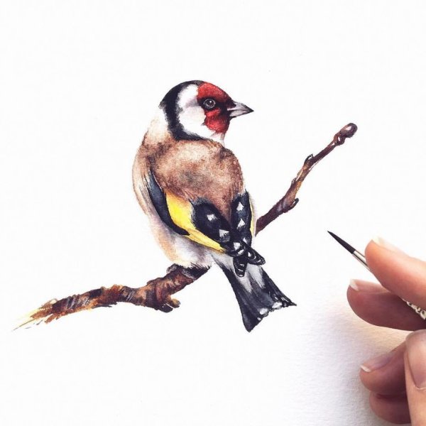 Птица щегол акварель
