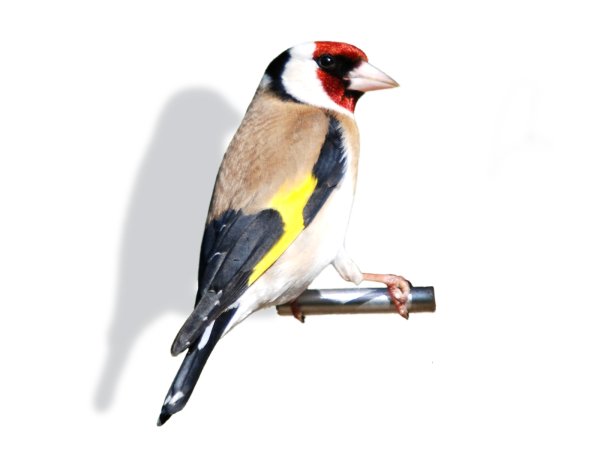Щегол на белом фоне