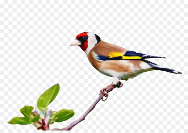 Щегол на белом фоне