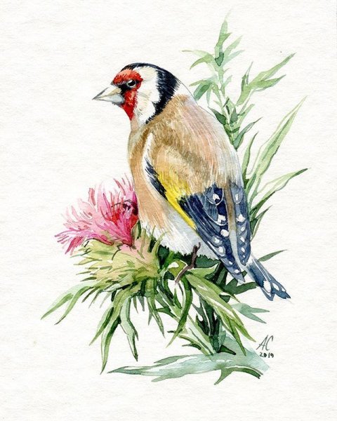 Щегол для детей