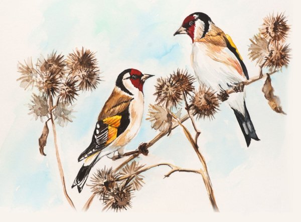 Щегол птица на белом фоне