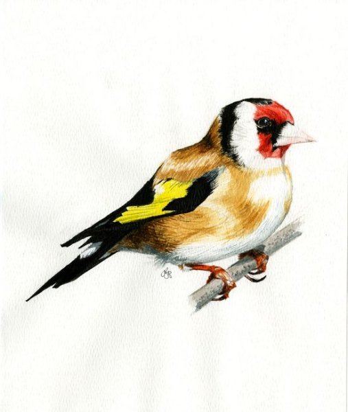 Птица щегол акварель