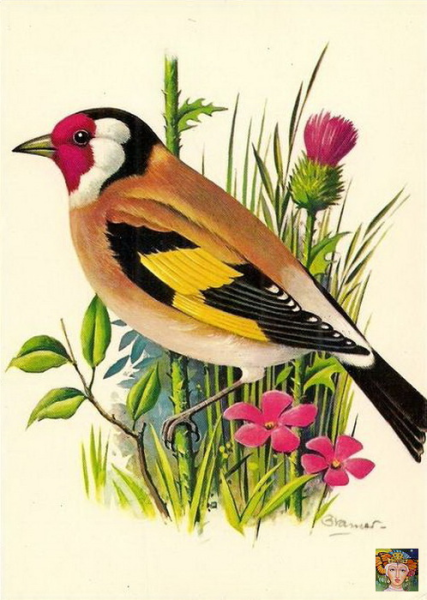 Щегол на цветах