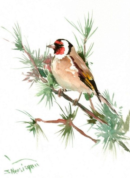 Черноголовый щегол акварель