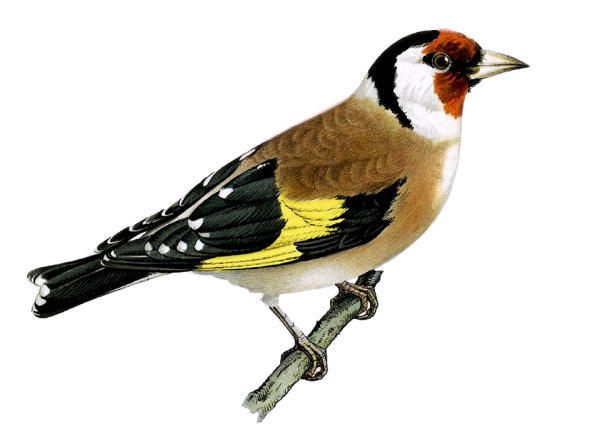 Щегол для детей