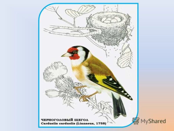 Щегол здесь ты