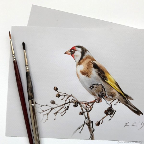 Елена Селина щегол