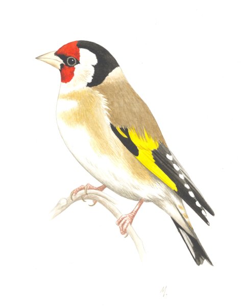 Goldfinch вектор