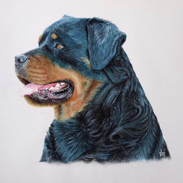 Ротвейлер лого