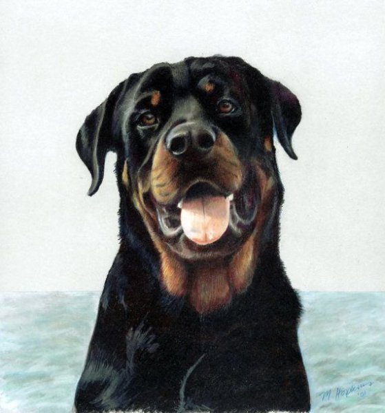 Ротвейлер карандашом