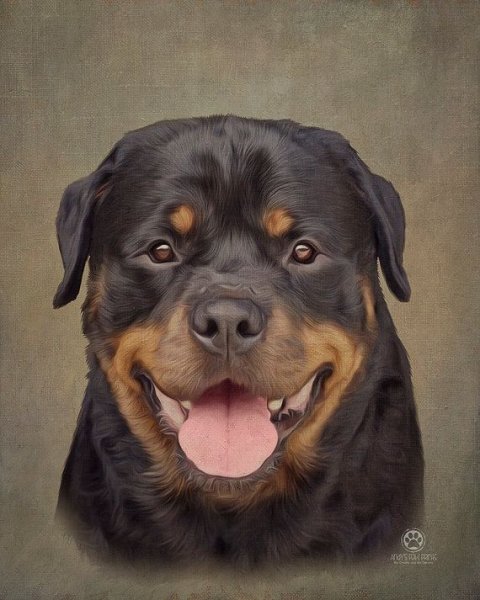 Ротвейлер картина