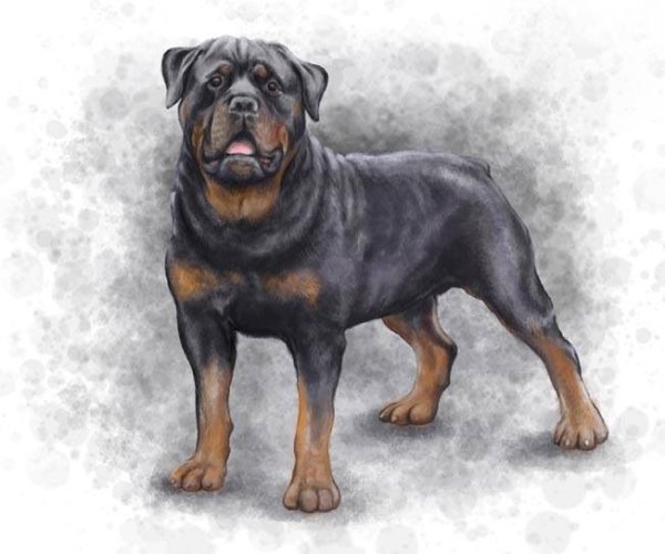 Ротвейлер Art