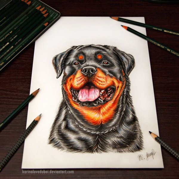 Ротвейлер скетч
