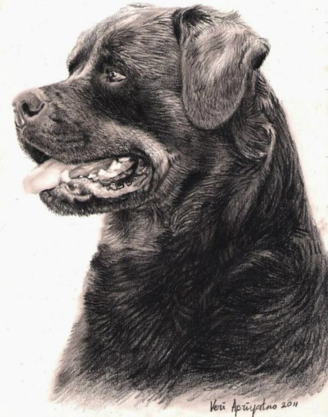 Собака ротвейлер вектор