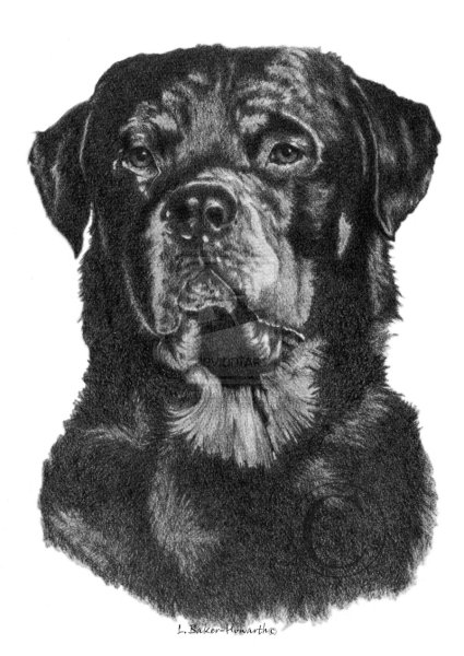 Рисунок собаки ротвейлера