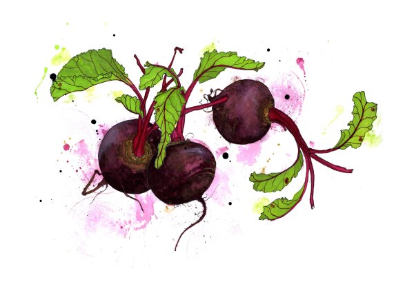 Свекла иллюстрация акварель
