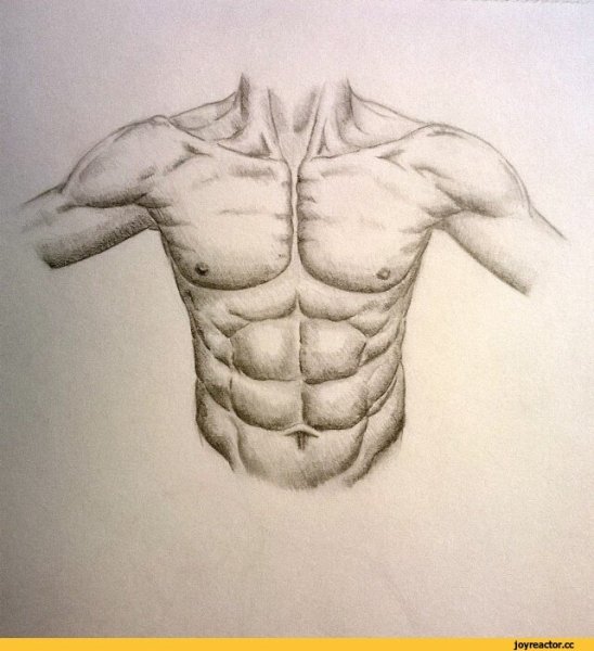 Мужской торс для рисования