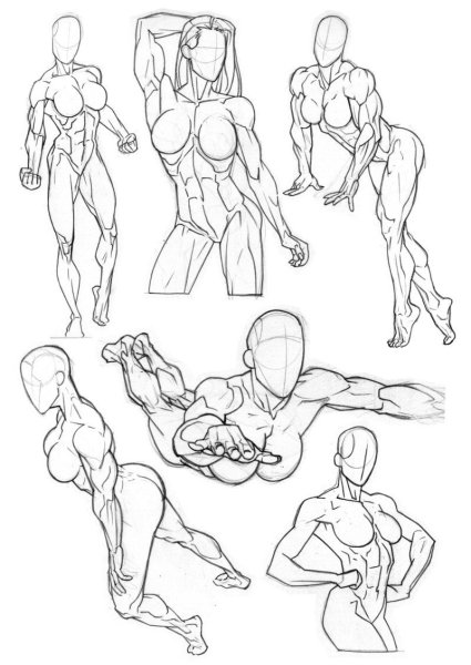 Мускулы референс для рисования