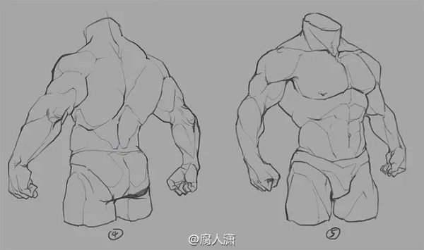 Торс сзади референс