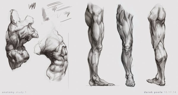 Мышцы ног сзади рефренс