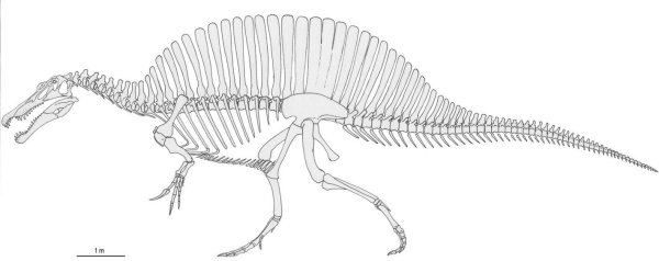 Динозавр Спинозавр скелет