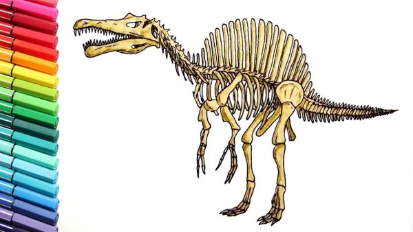 Скелет Спинозавра рисунок