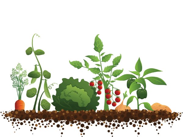 Грядка на прозрачном фоне