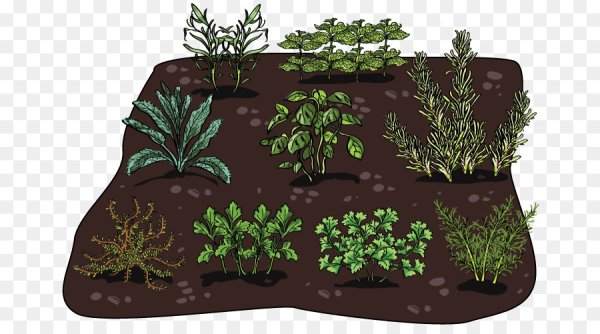 Грядка для детей на прозрачном фоне