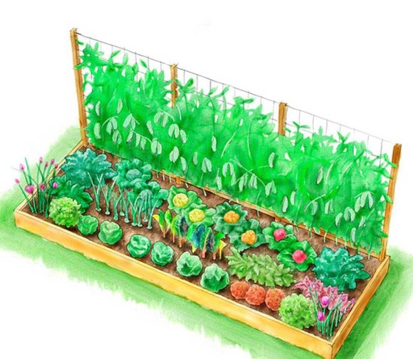 Грядка для детей на прозрачном фоне