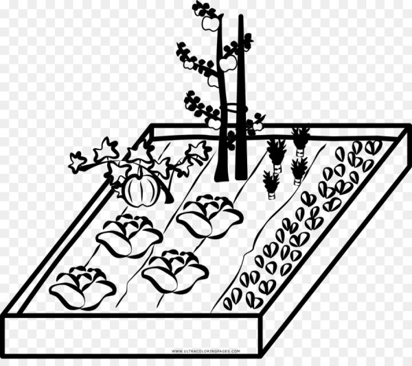 Раскраска. В огороде