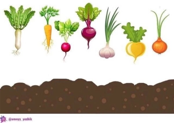 Грядка с овощами для детей