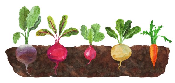 Корнеплоды для детей