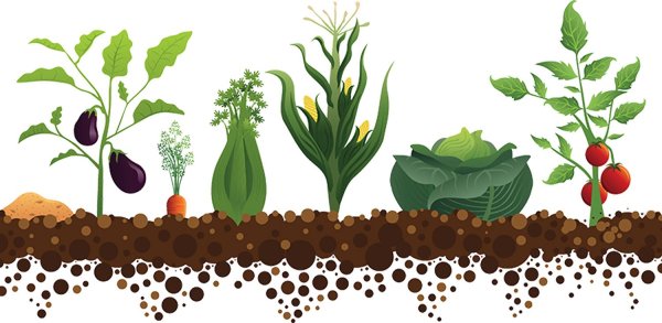 Грядка на прозрачном фоне