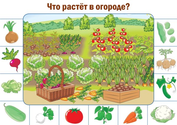 Огород для дошкольников