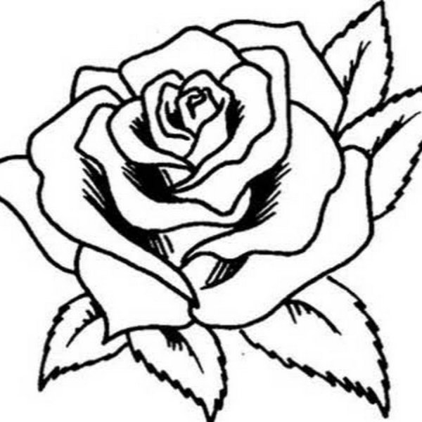 Эскиз розы для выжигания