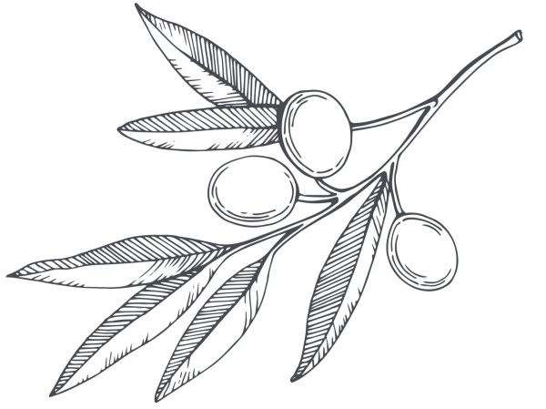 Ветка оливы