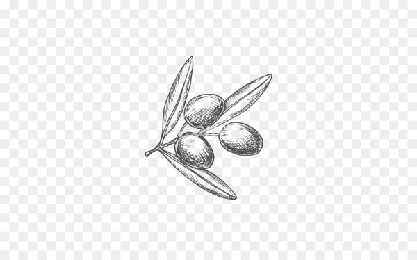 Оливки Графика