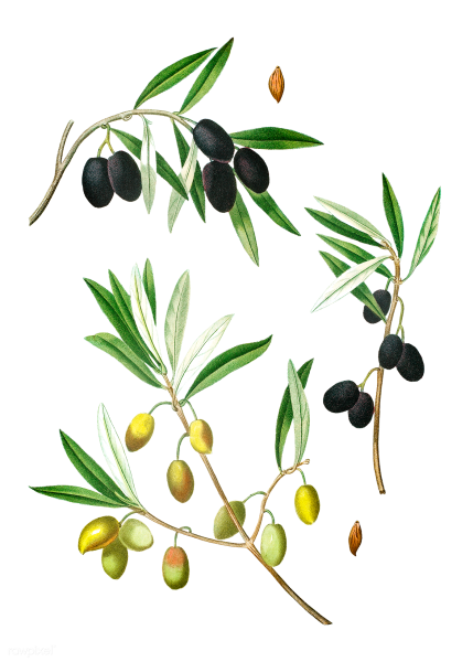 Оливки на ветке