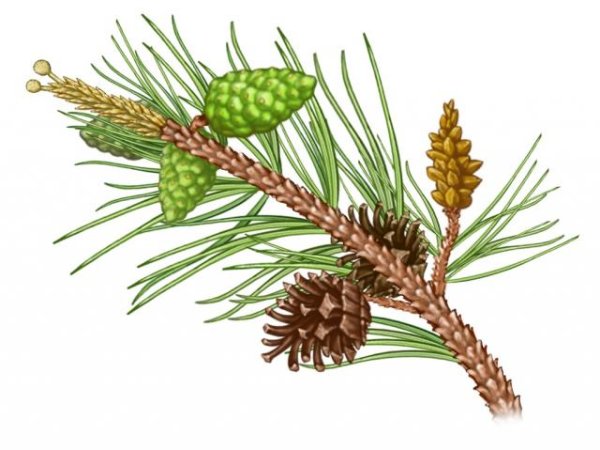 Дигидрокверцетин веточка сосны Даурской