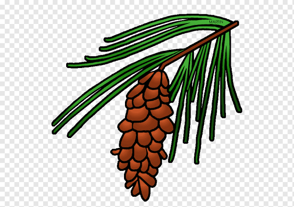 Кедр мультяшный