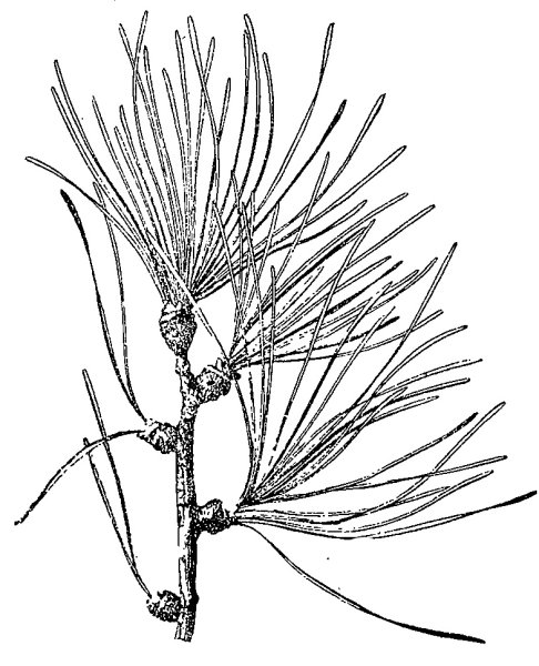 Шишки раскраска