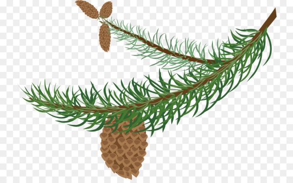 Голосеменные растения сосна обыкновенная