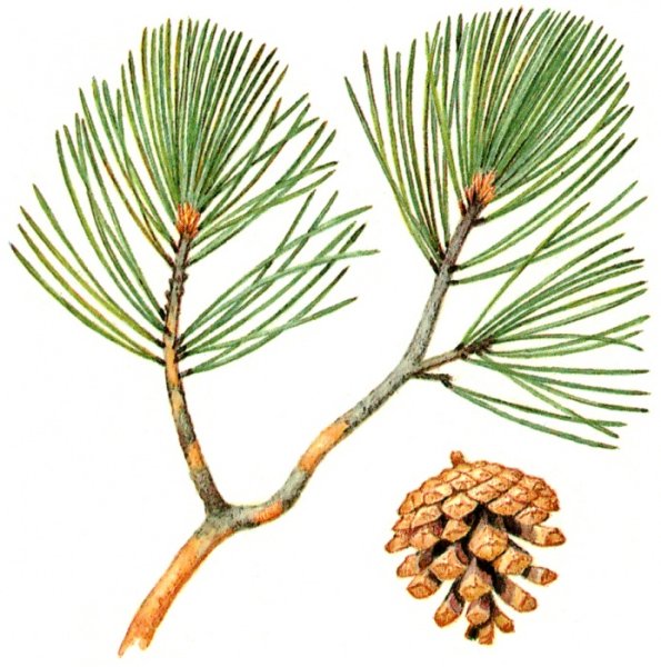 Ветка кедра раскраска