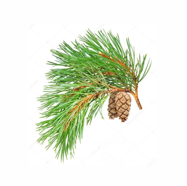 Ветка лиственницы