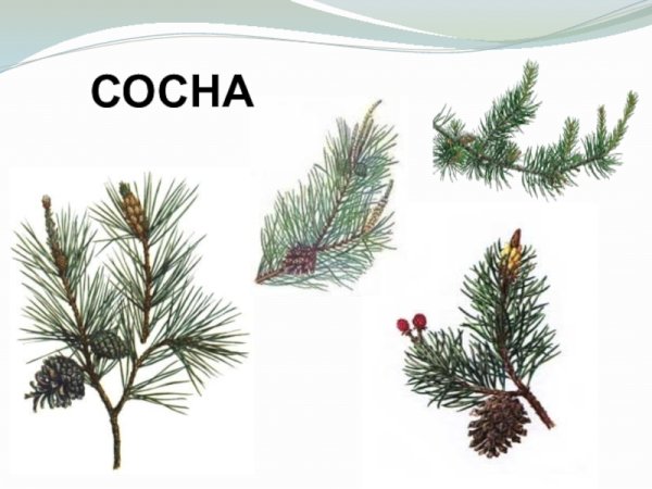 Кедровая ветка