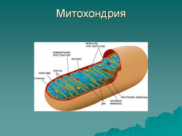 Строение митохондрии клетки