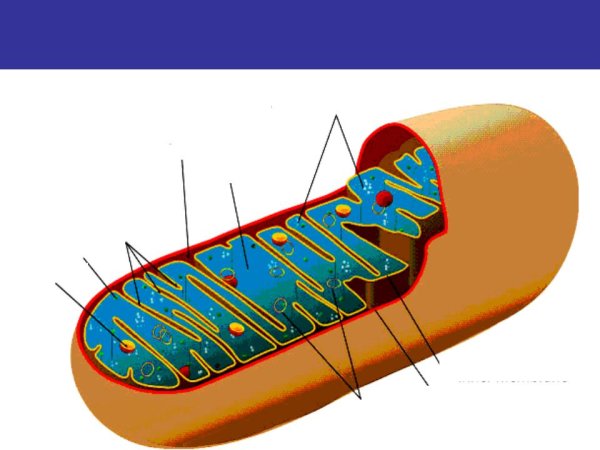 Строение митохондрии