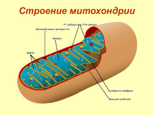 Строение митохондрии растительной клетки
